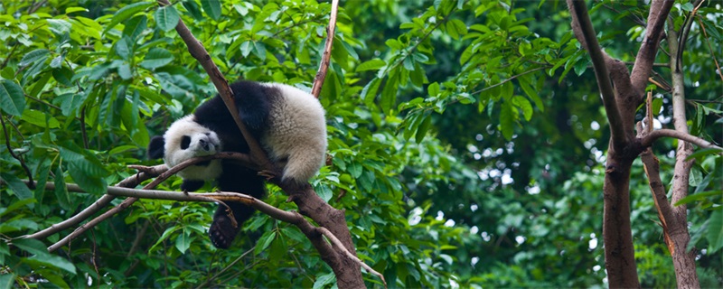熊猫的特点 大熊猫的特点是什么